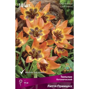 Тюльпан Литтл Принцесс - ботанические луковицы для изысканного сада 88294833
