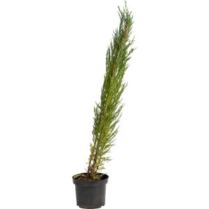 Можжевельник скальный «Блю Эрроу» С2, 40-50 см