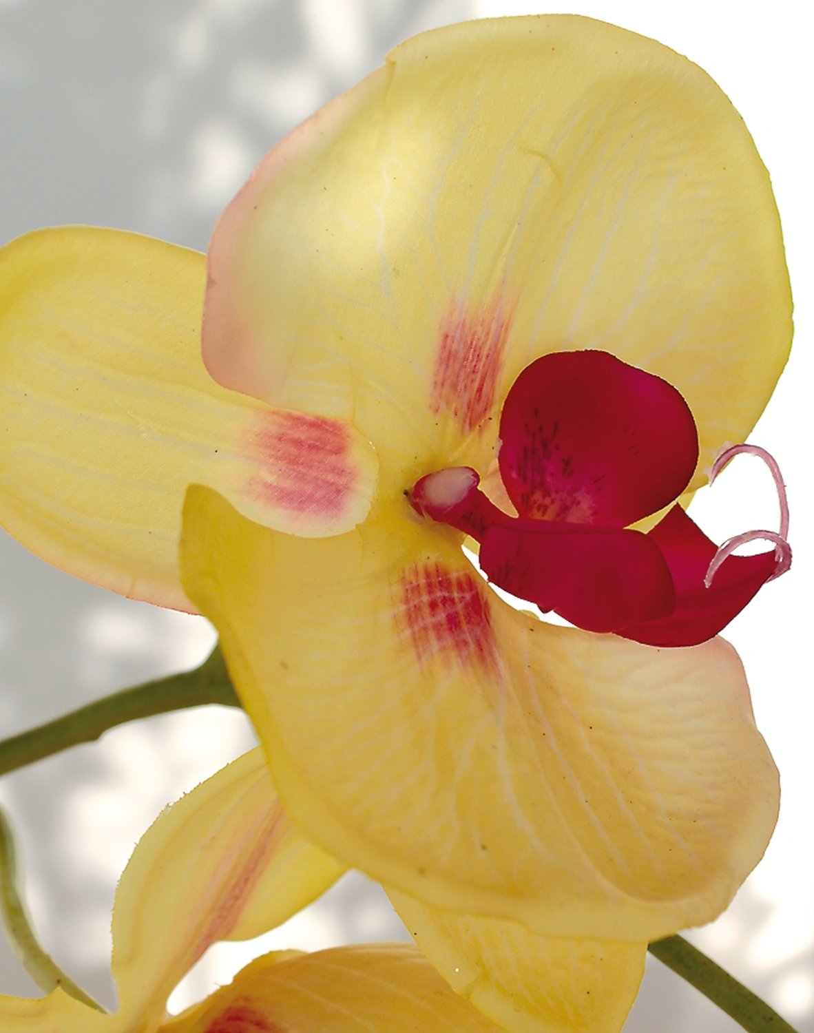 2407 849 a3 Искусственная орхидея Phalaenopsis, 114 см, real touch, зелено-бордовая H-andreas  - Вид №1