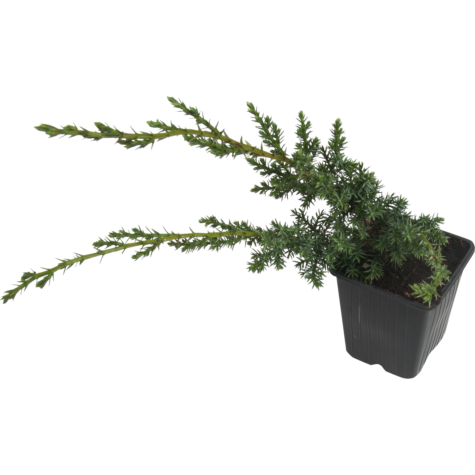 82601647 Можжевельник «Блю Альпс» 9x20 см Santreyd 