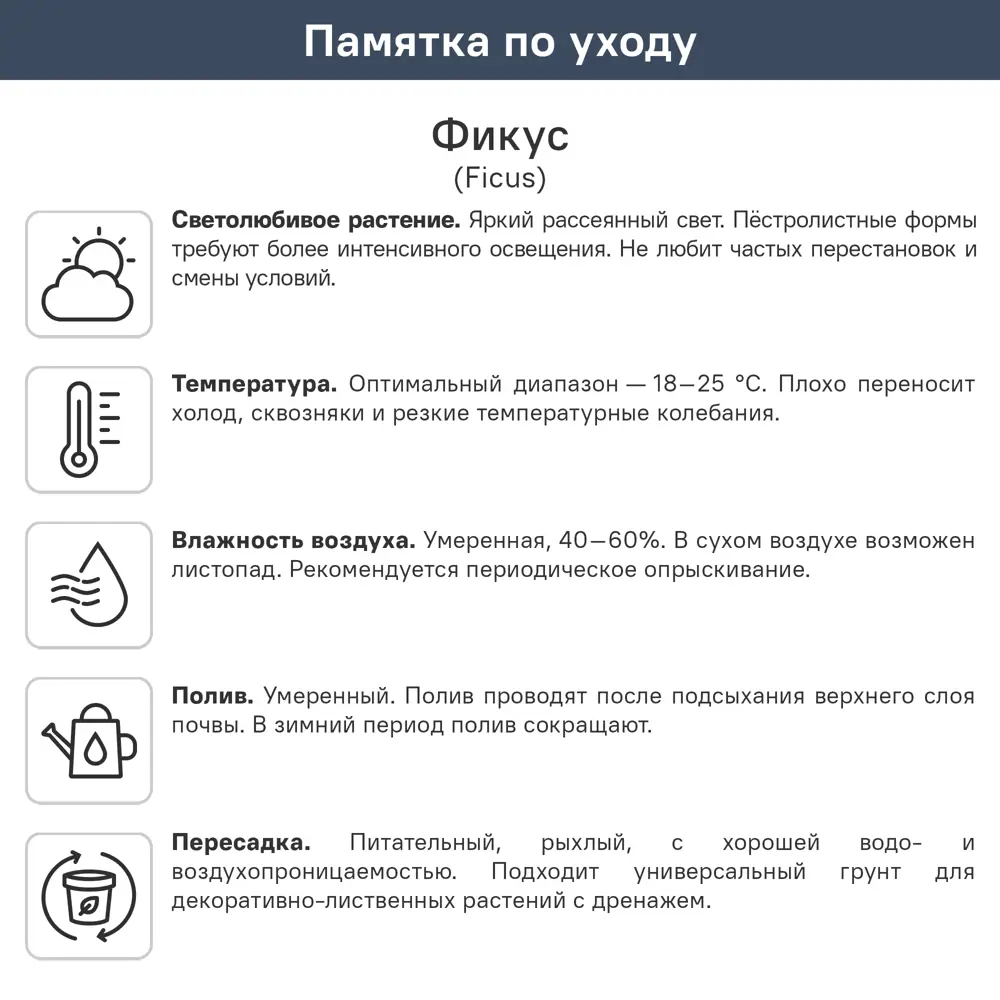 Фикус Бенджамина Экзотика ø24 h100 см 89438894 STLM-2019992 Santreyd  - Вид №1