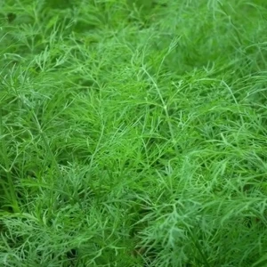 AGRONI Укроп Атаман - ароматный позднеспелый сорт 17251084