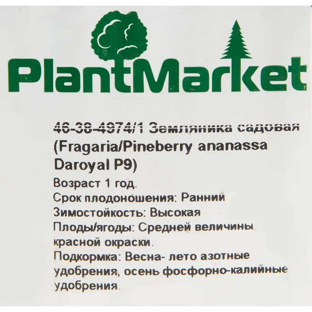Земляника садовая «Дероял» 9x15 см 82625402 STLM-2002140 PLANTMARKET  - Вид №1