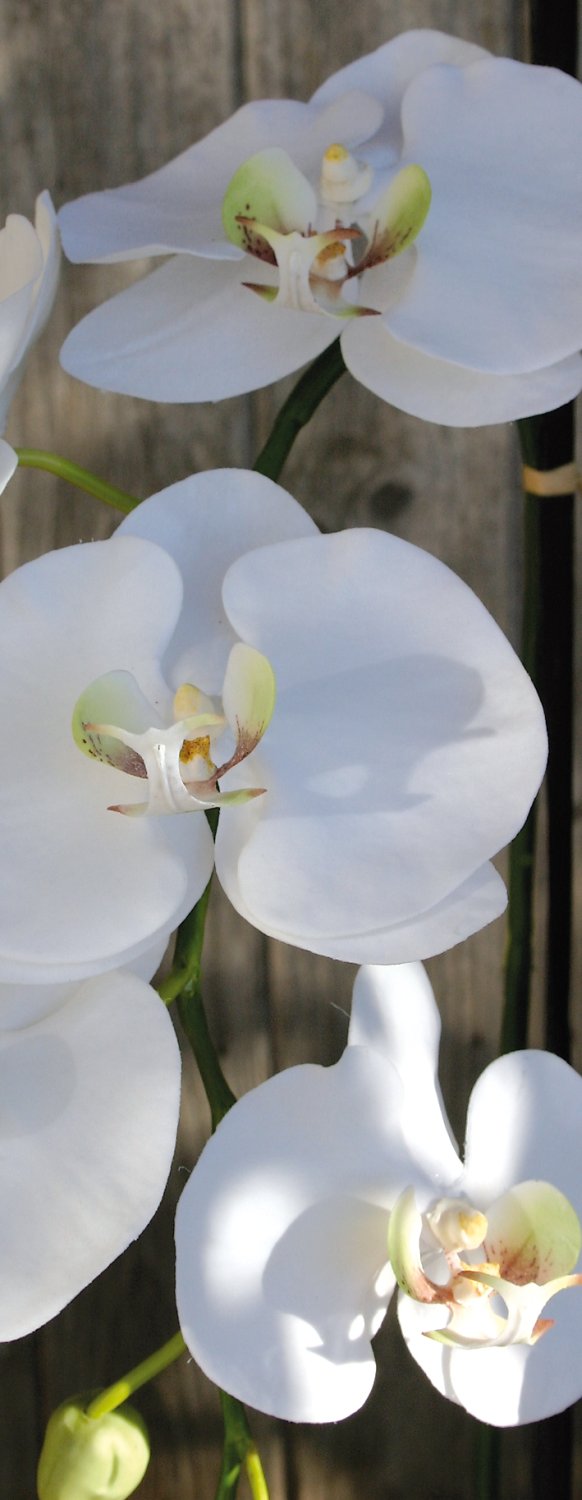 2506 778 a3 Пластиковая орхидея Phalaenopsis, 2-х кратная, горшечная, 80 см, real touch, бежево-белая H-andreas  - Вид №3