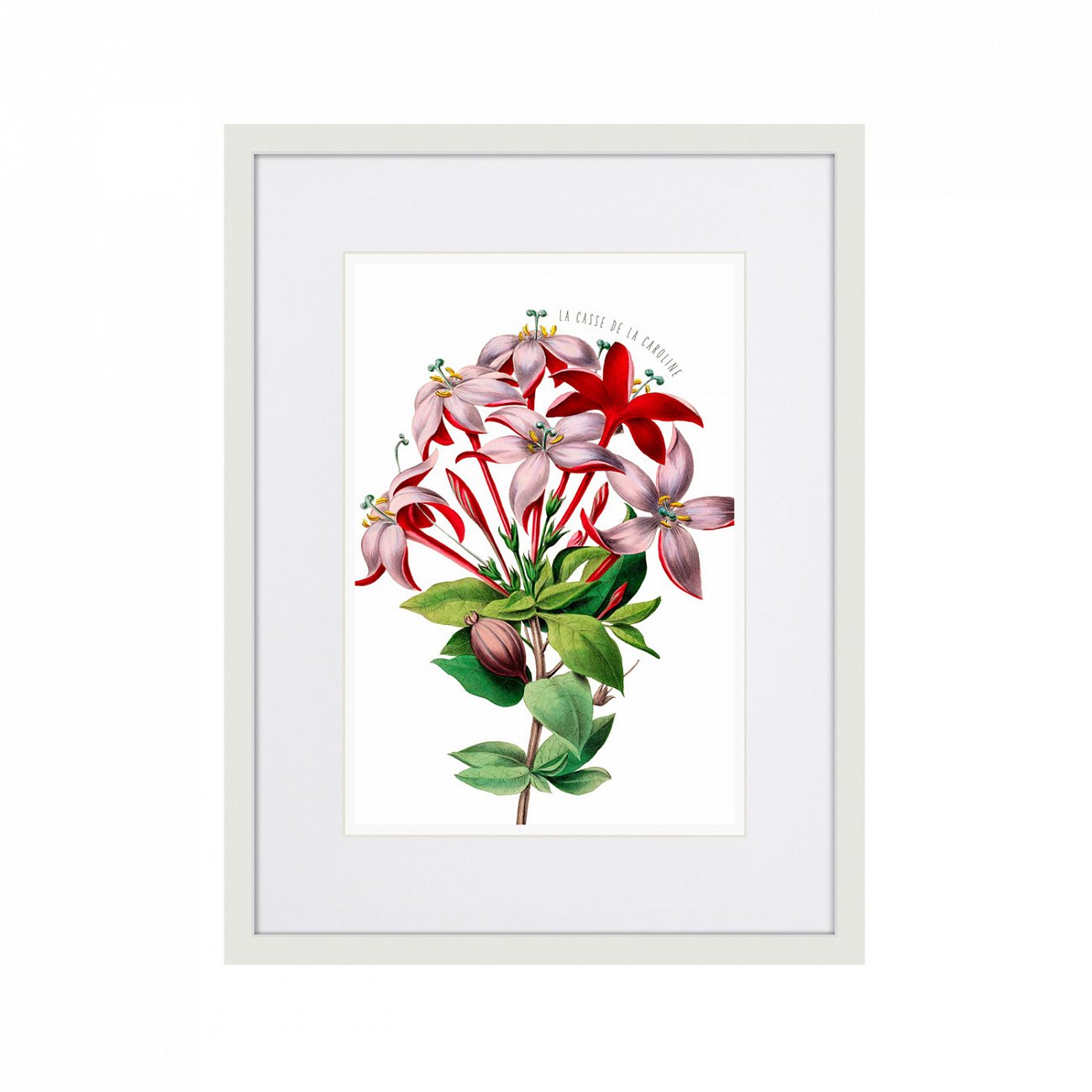 Картина в раме 32х42 см Caribian Flora Red And Pink Flower, 1740г. КАРТИНЫ В КВАРТИРУ  264450 Зеленый;красный;розовый;разноцветный  - Вид №1