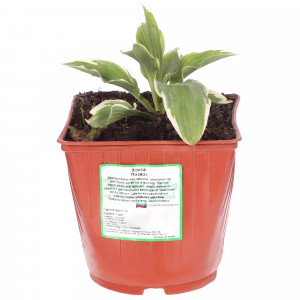 81954860 Хоста гибридная С2 «Пизас» h15