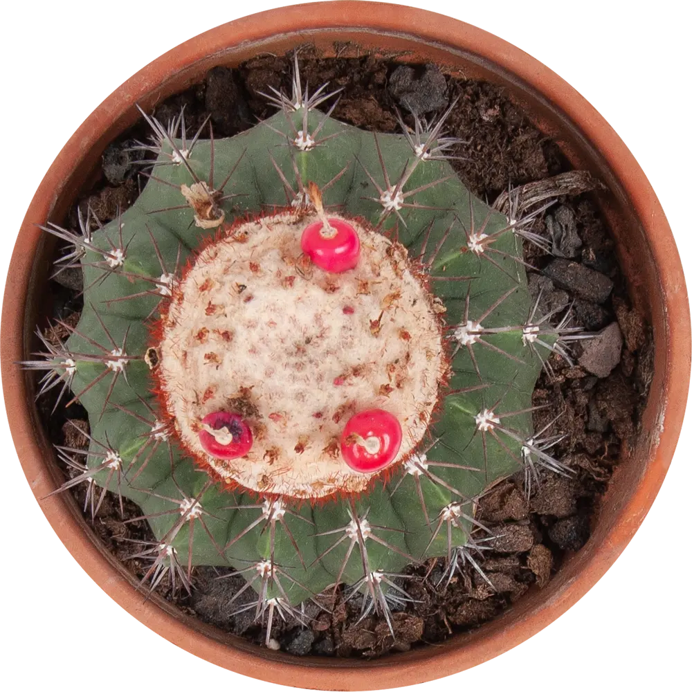 Santreyd Кактус Шар — живой суккулент для интерьера 82877371 STLM-0956832 - Вид №1