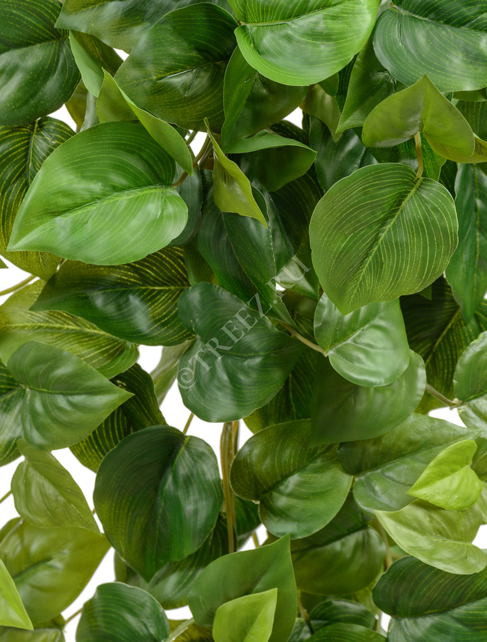 20.05200265N-L Филодендрон Сканденс ампельный Цветочная коллекция  - Вид №1