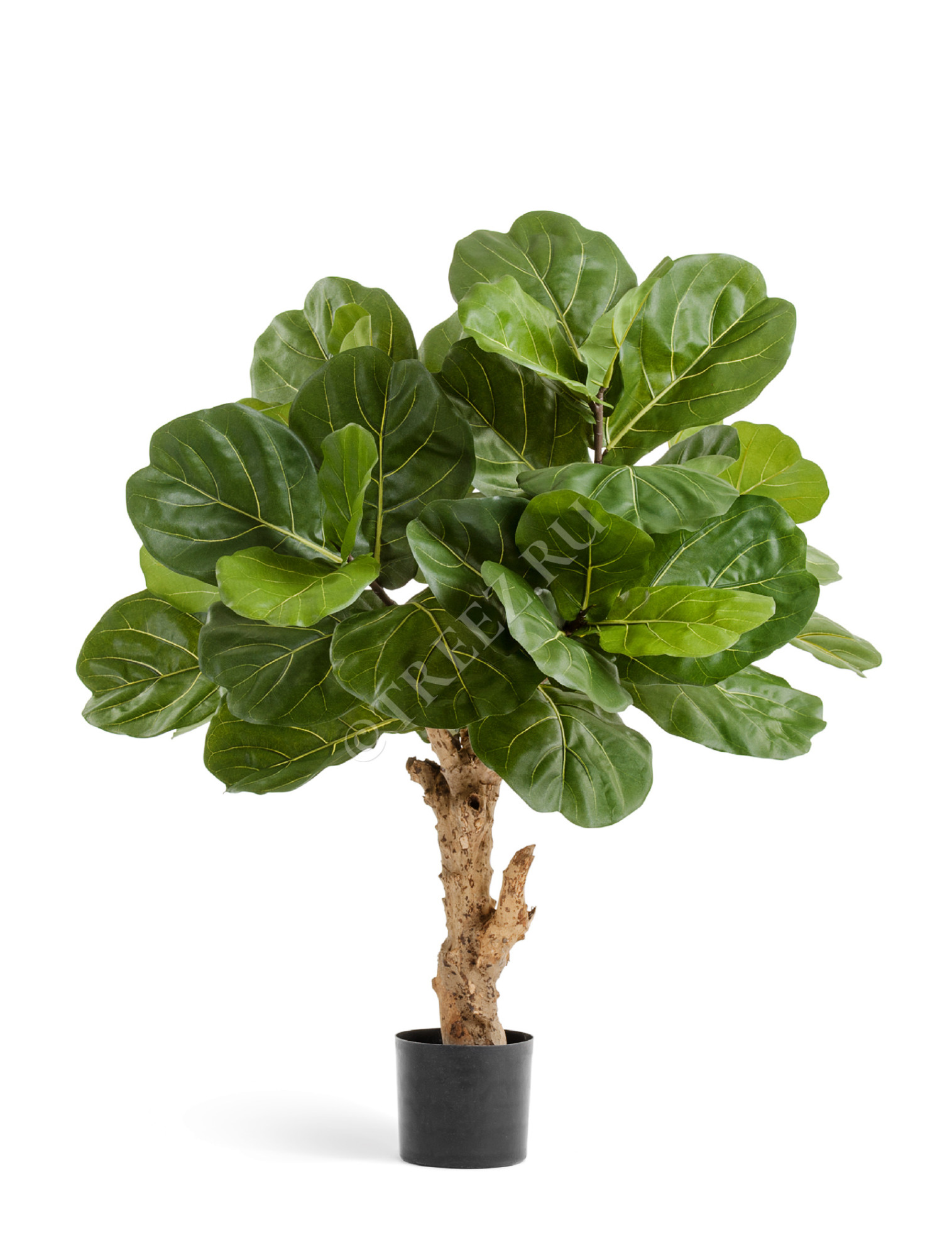 10.33604N Фикус Лирата Форест Цветочная коллекция 