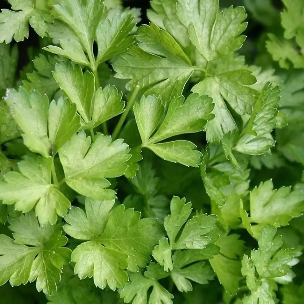САДОК Петрушка Богатырь - теневыносливый сорт с крупной розеткой 18580496