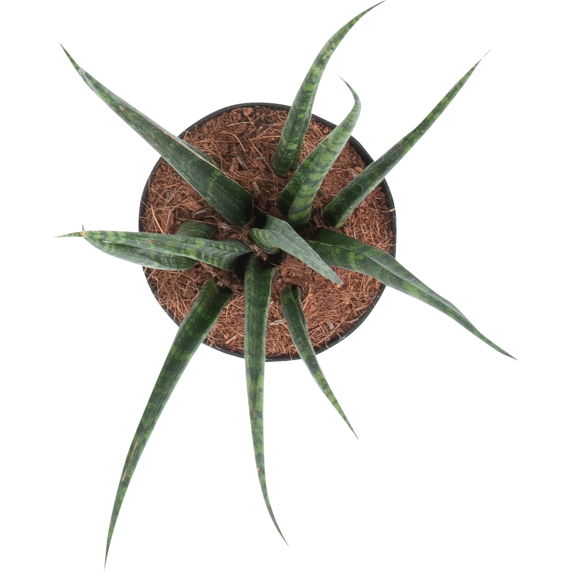 82850389 Сансевиерия микс 9х16 см Santreyd  - Вид №1