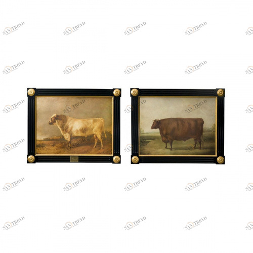 Картины / Ranunculus Althorp Theodore Alexander sun-id-374681