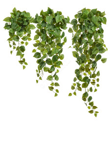 20.05200265N-S Филодендрон Сканденс ампельный Цветочная коллекция