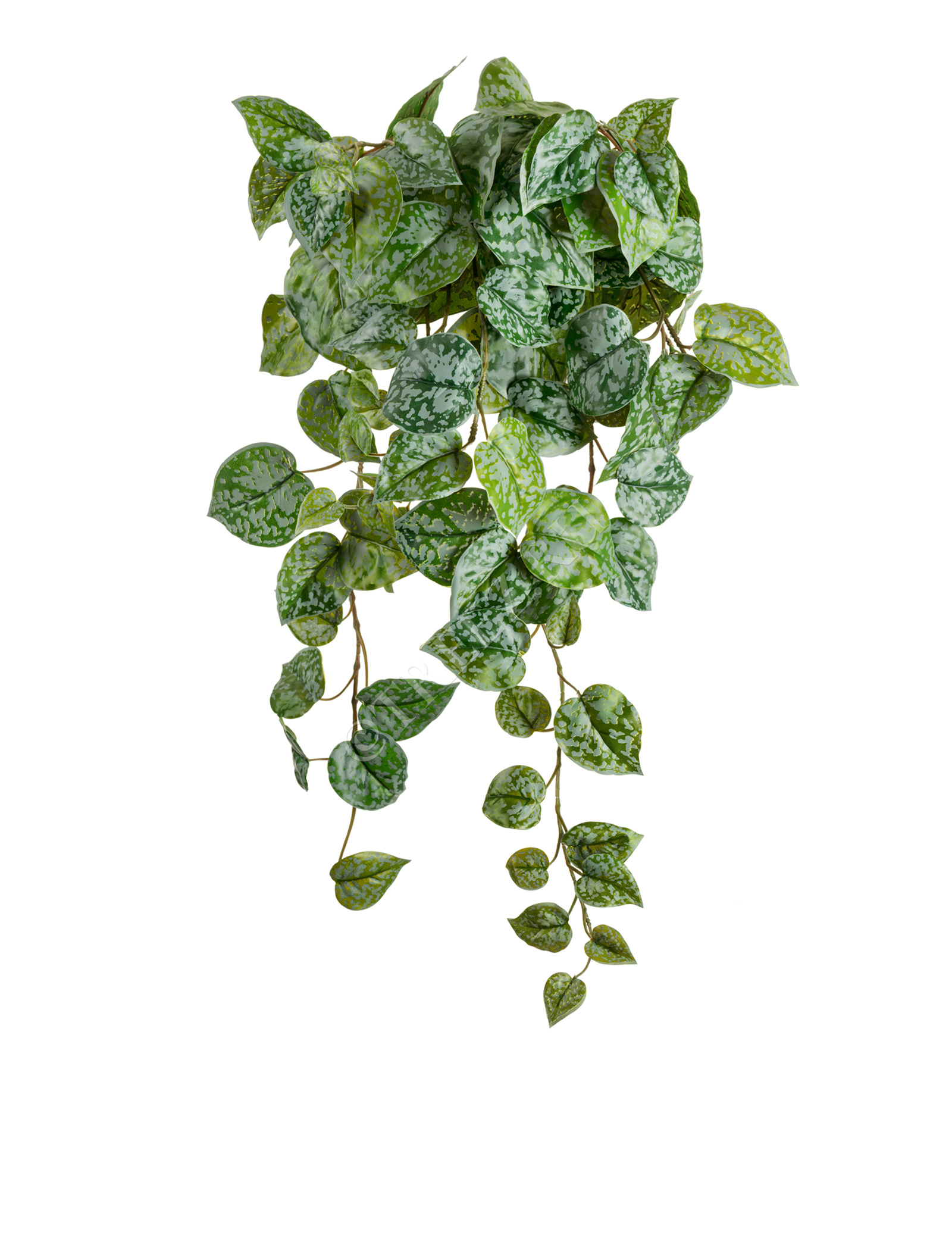 20.05190263GG-S Сциндапсус Пиктус серебристо-зелёный Цветочная коллекция  - Вид №2