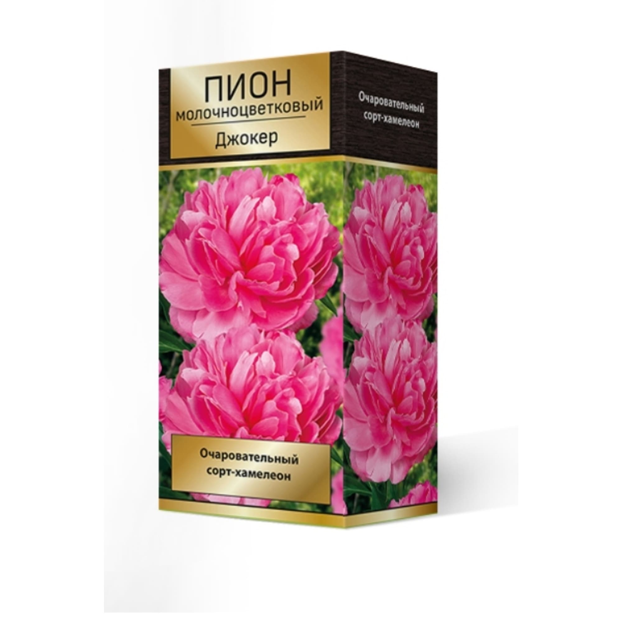 83600122 Пион травянистый Джокер луковица 2-3 Santreyd 