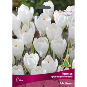 ПОИСК Крокус Айс Квин - 10 луковиц нежных синих первоцветов 88658976