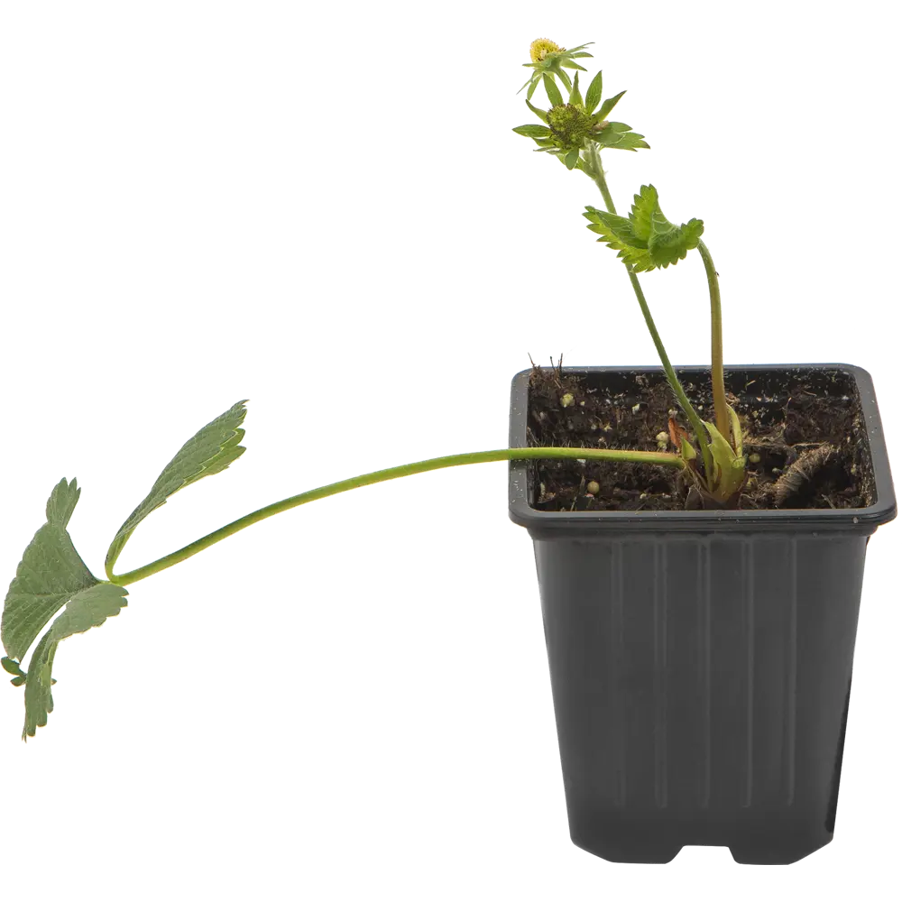 Земляника садовая «Дарселект» 9x15 см 82625403 STLM-2004119 PLANTMARKET 
